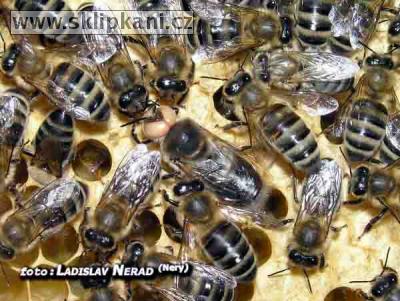 Apis-mellifera-carnica